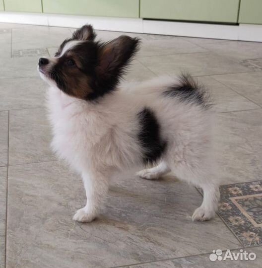 Щенки папийона