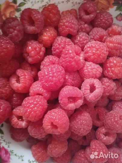 Малина красная и желтая