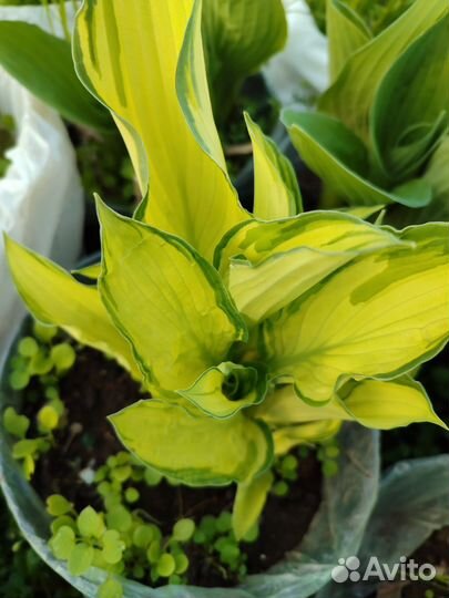 Хоста сортовая BigDaddi и другие