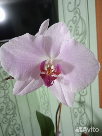 Орхидея фаленопсис