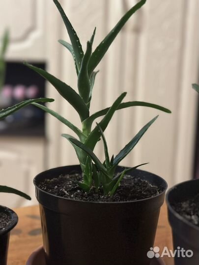 Алоэ вера растение