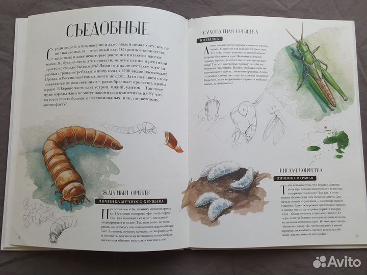 Арт энциклопедия Музей Живых Насекомых