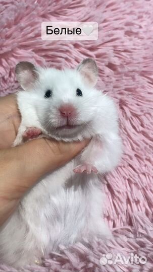 Сирийский хомяк