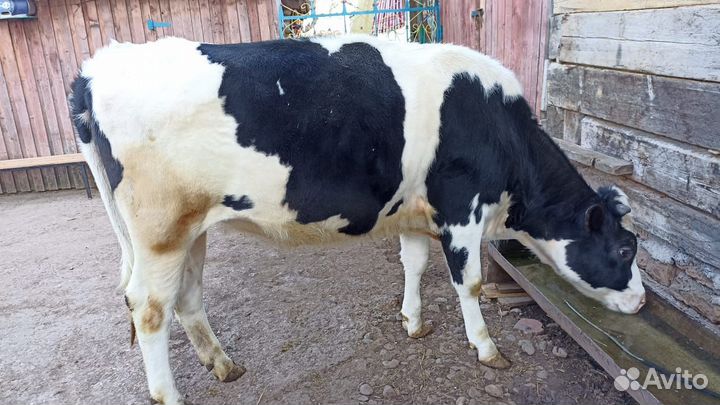 Продается нетель