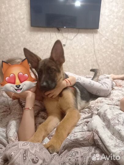 Немецкая овчарка