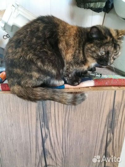 Кошка стерилизованная 3 года умная