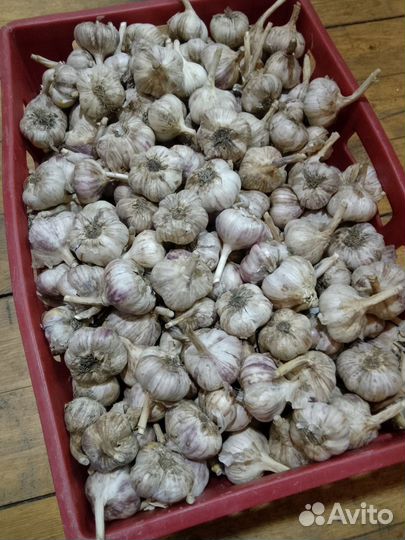 Продам крупный чеснок