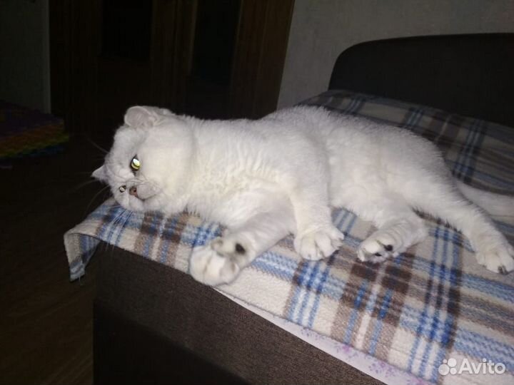 Вязка кот британец
