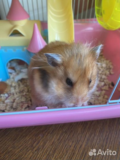 Продам хомяка с клеткой