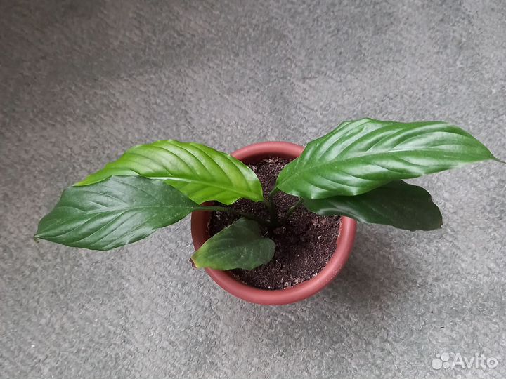 Спатифиллум.комнатные цветы