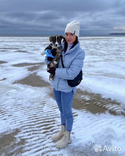 Вязка собак корги кардиган