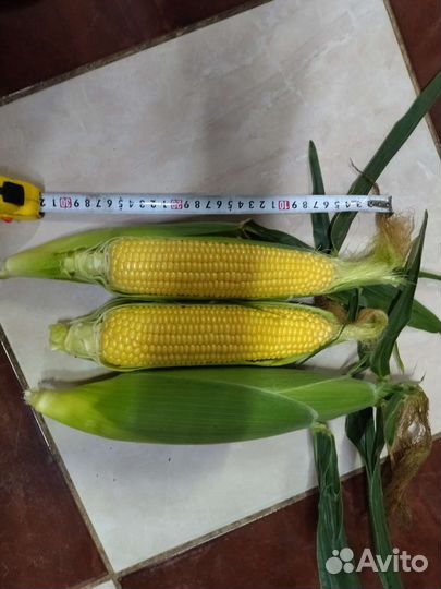 Сахарная кукуруза