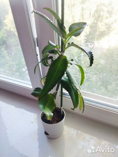 Коланхоэ лечебный