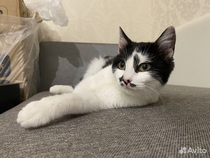 Котенок бесплатно