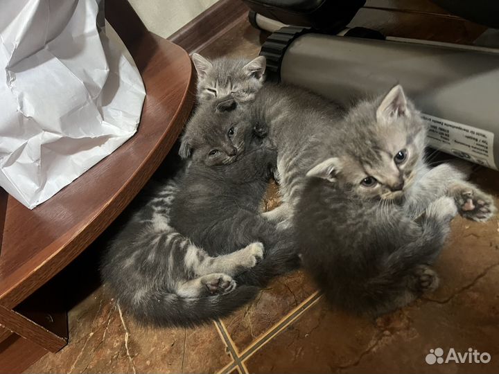 Продам котят британцев