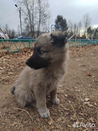 Собаки бесплатно