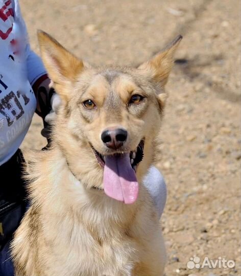 Леда - янтарный нос