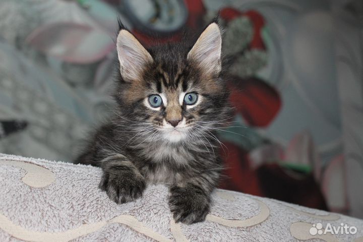 Продам котят Мейн-кун