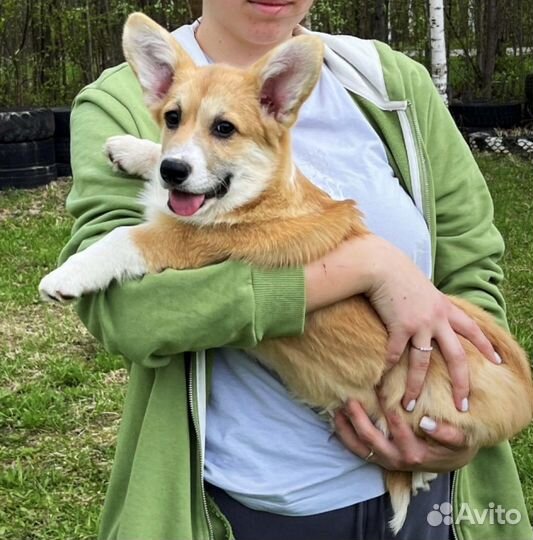 Солнечное чудо