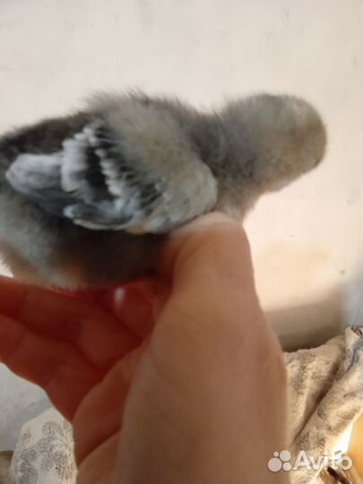 Цыплята разных породистых кур