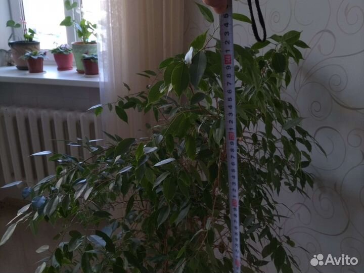 Фикус бенджамина большой