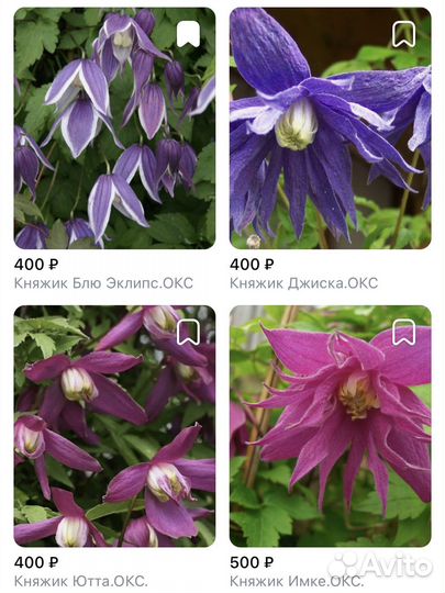 Клематисы.Княжики