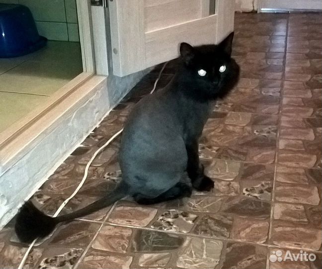 Квартирная передержка кошек/ов в Ленинском районе