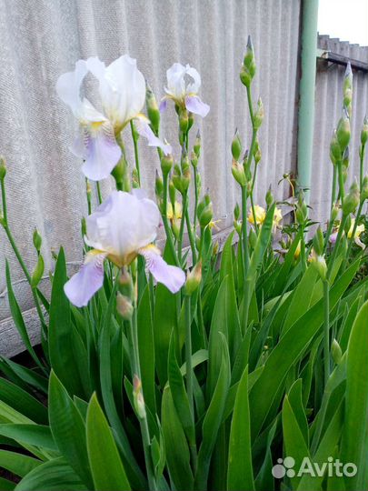 Ирисы бородатые