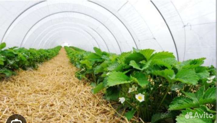 Клубника кассетная рассада под заказ