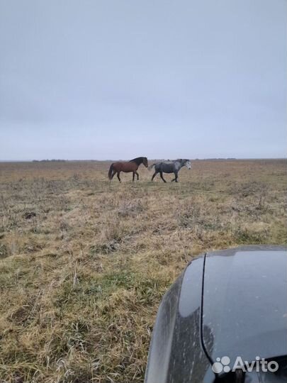 Продаем скот