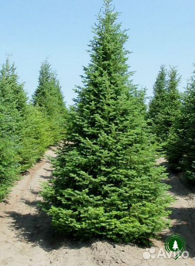 Ель обыкновенная для живой изгороди
