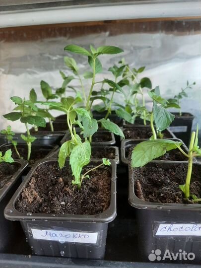 Рассада мяты