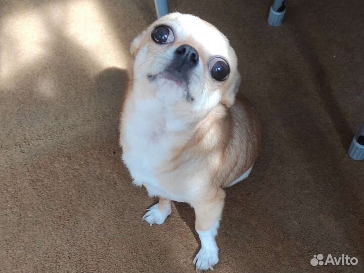 Вязка чихуахуа