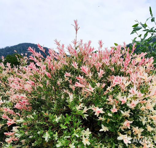 Ива цельнолистная Хакуро Нишики - саженец