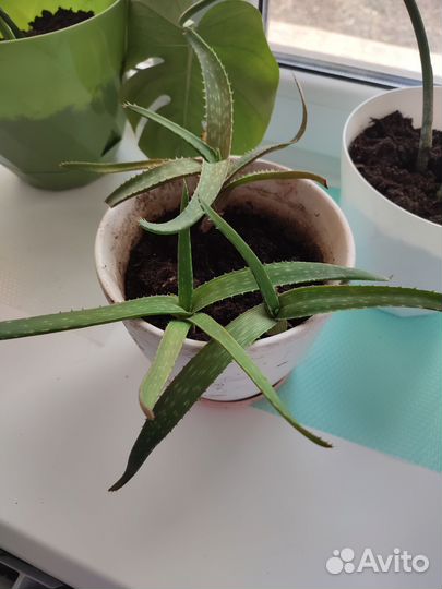 Комнатные цветы алоэ