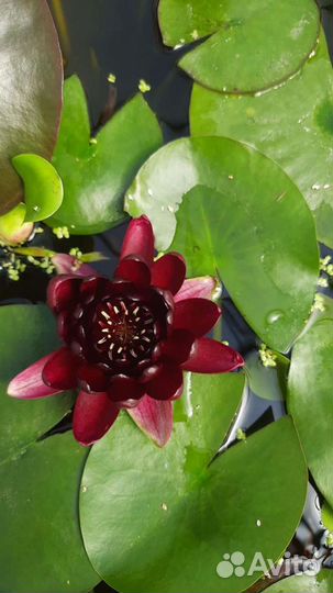 Водные и прибрежные растения для пруда