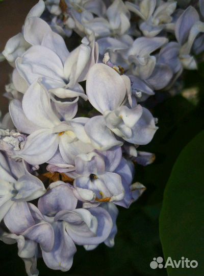 Сирень сортовая. Хосты