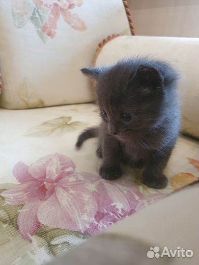 Котята (мальчик и девочка) ищут любящего хозяин