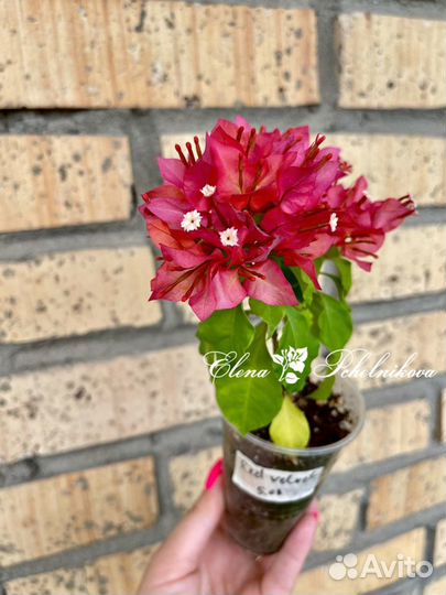 Бугенвиллия (бугенвиллея) укорененные черенки