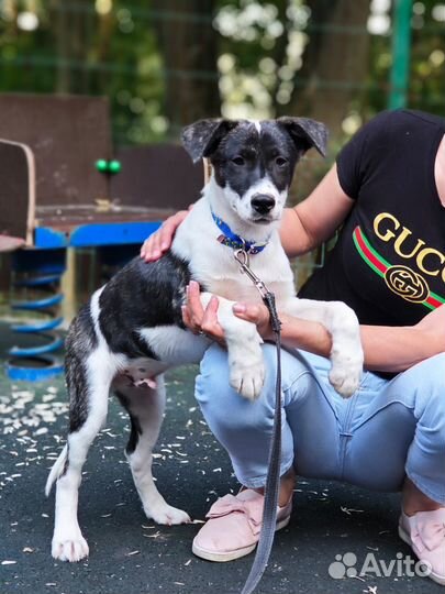 Собака щенок