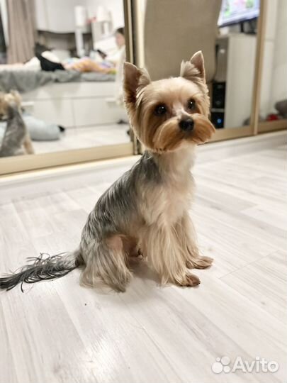 Йоркширский терьер вязка бесплатно