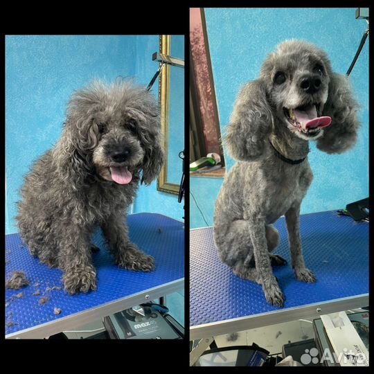 Груминг собак и кошек