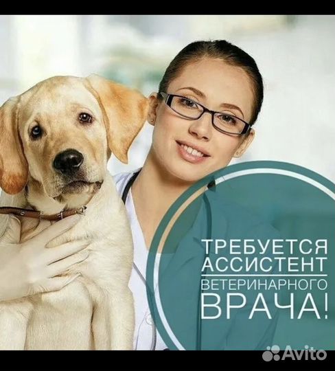 Ассистент ветеринарного врача