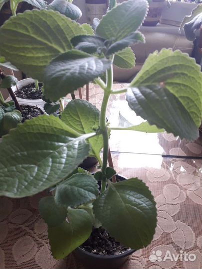 Мята комнатная