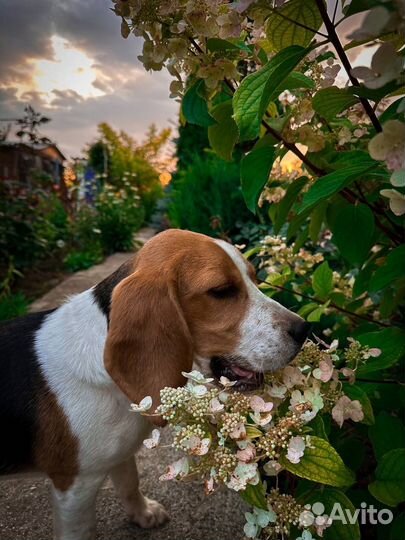 Бигль Продаеться