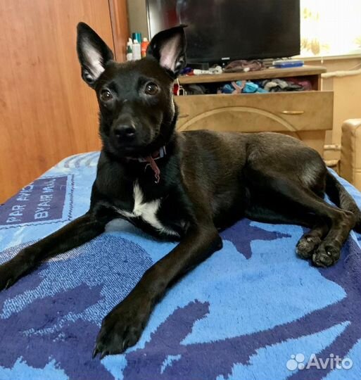 Собака в добрые руки