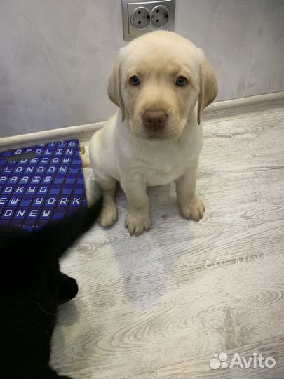 Щенки лабрадора