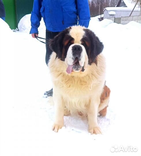 Сенбернар на вязку