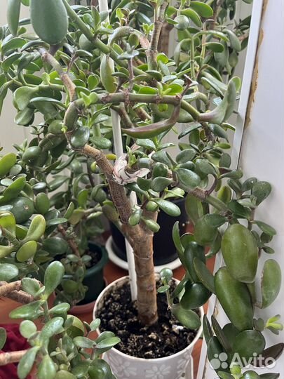 Фикус и денежное дерево