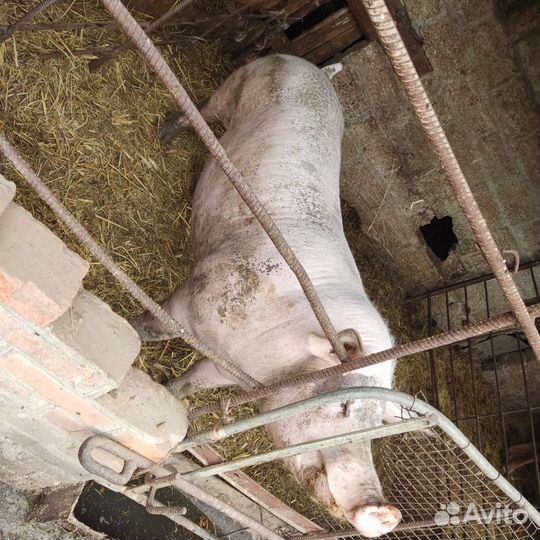 Хряк пьетрен макстер